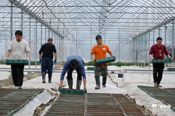 Jinhua embraces digital technology for agricultural practices