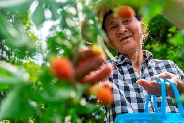 Raspberries add color, sweetness to Jinhua